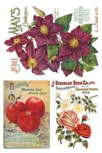 Seed Catalogue Transfer by Iron Orchid Designs IOD