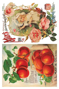 Seed Catalogue Transfer by Iron Orchid Designs IOD